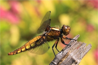 Broad-bodied chaser