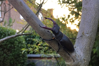 Stag bettle in Penge garden