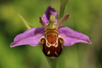 Bee orchid