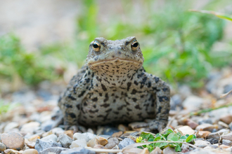 Common toad