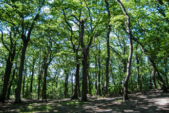 Sydenham Hill Wood & Cox's Walk