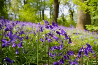 Threecorner Grove Bluebells