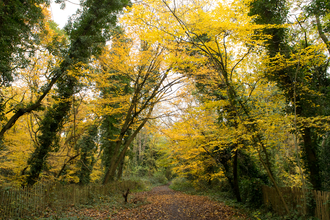 Hornbeams in Sydenham Hill Wood