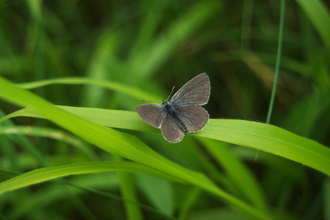 Small Blue Butterfly 