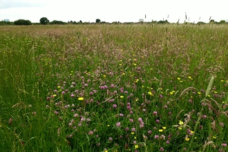 Yeading Brook Meadows