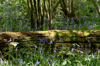 Bluebells at Gutteridge Wood