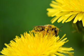 Mining bee