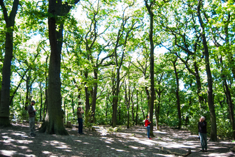 Sydenham Hill Wood