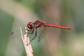 Red-veined Darter at woodberry wetlands