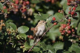 Sparrow on blackberry 
