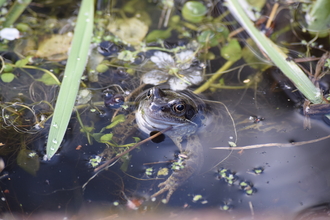 Frog and flower