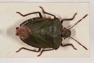 Green shield bug slide