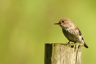 Flycatcher