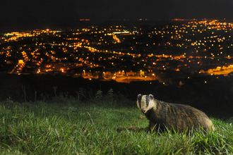 Badger on hills