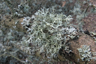 Lichen at Hutchinson's Bank