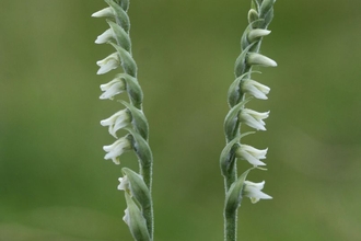 Autumn lady’s-tresses 