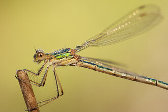 Emerald damselfly