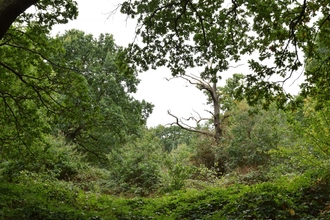 Long Lane Wood