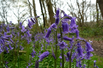 Bluebells at Bramley Bank 