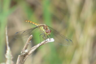 Common darter at Yeading Brook Meadows