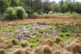 Farm Bog