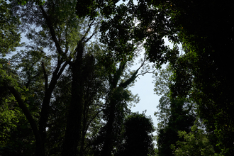 Sydenham Hill Wood