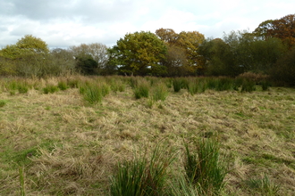 Ickenham Marsh