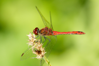 Ruddy darter