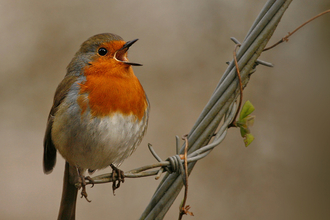 Singing robin 