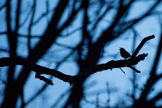 Wren at dawn 