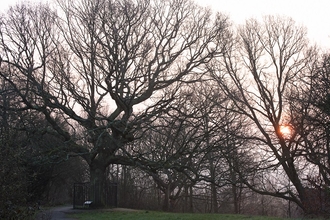 One Tree Hill - Oak of Honor dawn