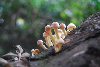 Sulphur tuft fungi 