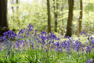 Bluebell wood