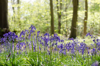 Bluebell wood