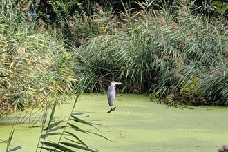 heron