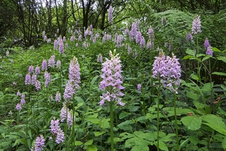 Orchids at Dews Farm Sandpits