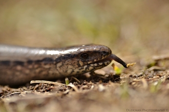 slow worm