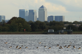 Walthamstow Wetlands City View