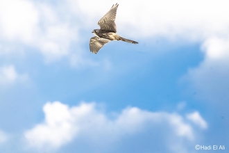 Kestrel flying