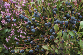 Bilberry