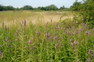 Yeading Brook Meadows - Tom Hayward