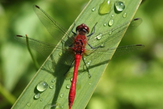 Ruddy Darter on a leaf