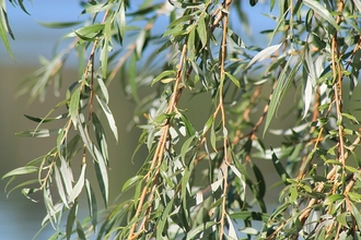 Branches of leaves from the willow tree