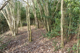 Riddlesdown SSSI