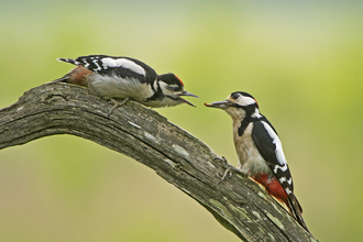 Great spotted woodpecker parent feeding offspring, while perched on a branch.