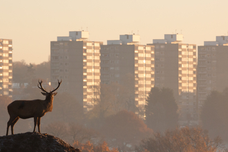 Stag and tower blocks credit Lloyd Durham