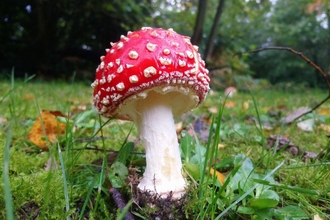 A mushroom with a red cap with white spots, and a pale stem. Fly agaric near Dulwich Wood  Photo credit: Sam Bentley-Toon