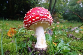 Fly agaric near Dulwich Wood