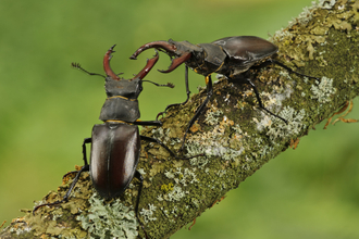 Two male stag beetles fighting