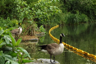 Canada geese on the canal at Camley Street